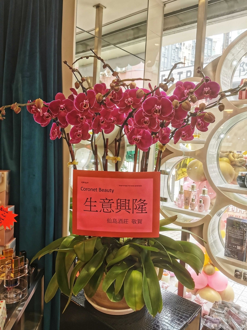 八支台灣蘭花