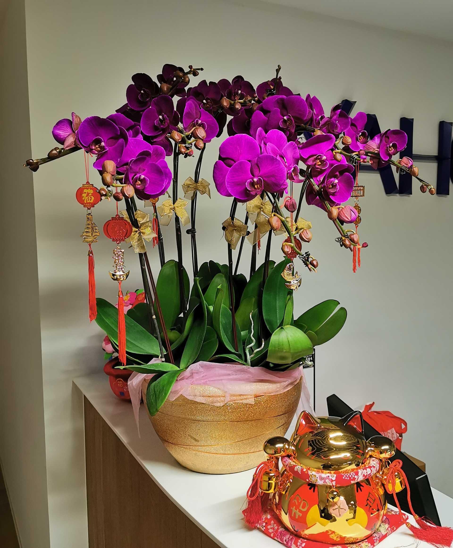八支大紅大紫蘭花
