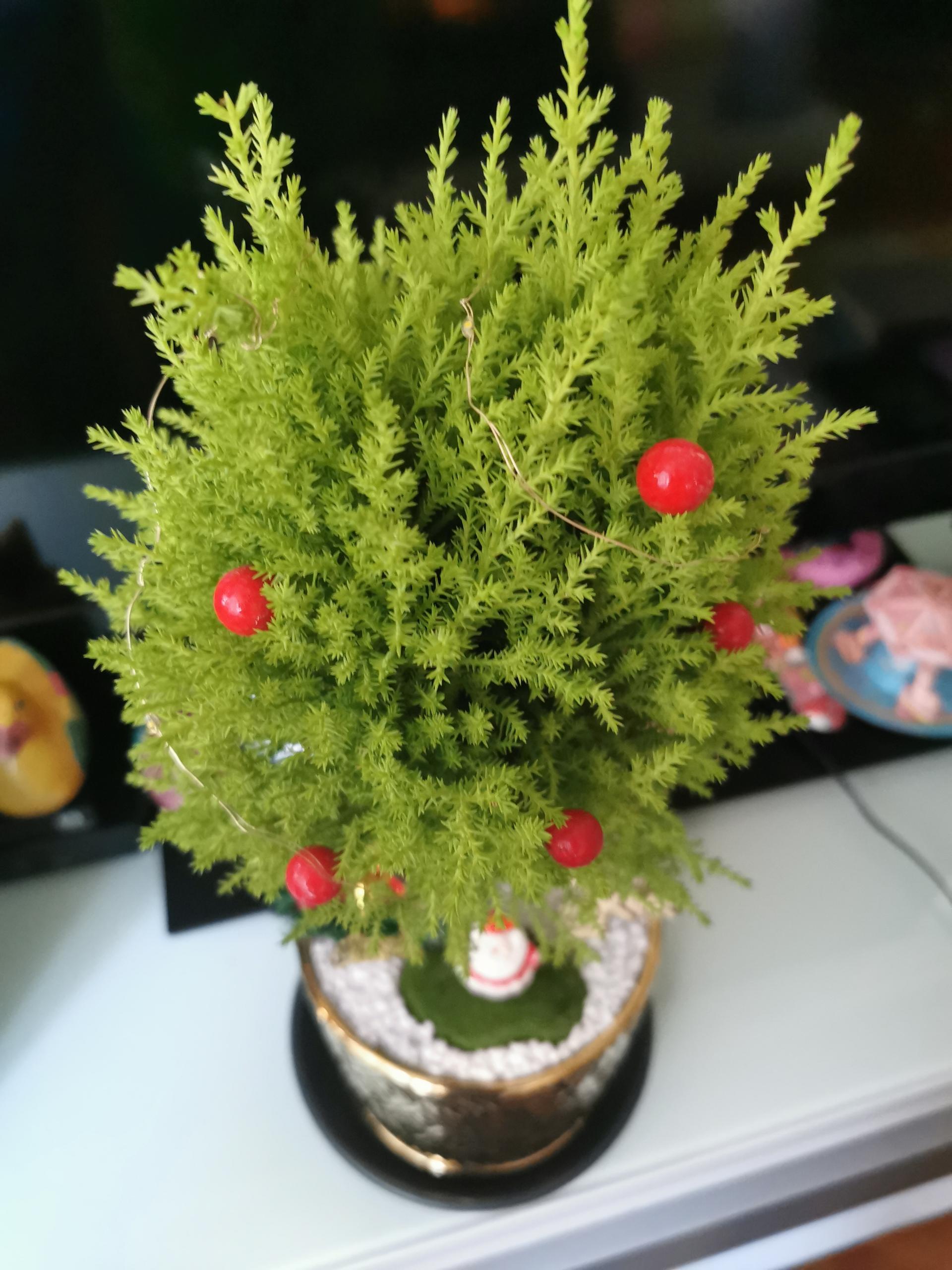 閃閃真聖誕樹 (香松)