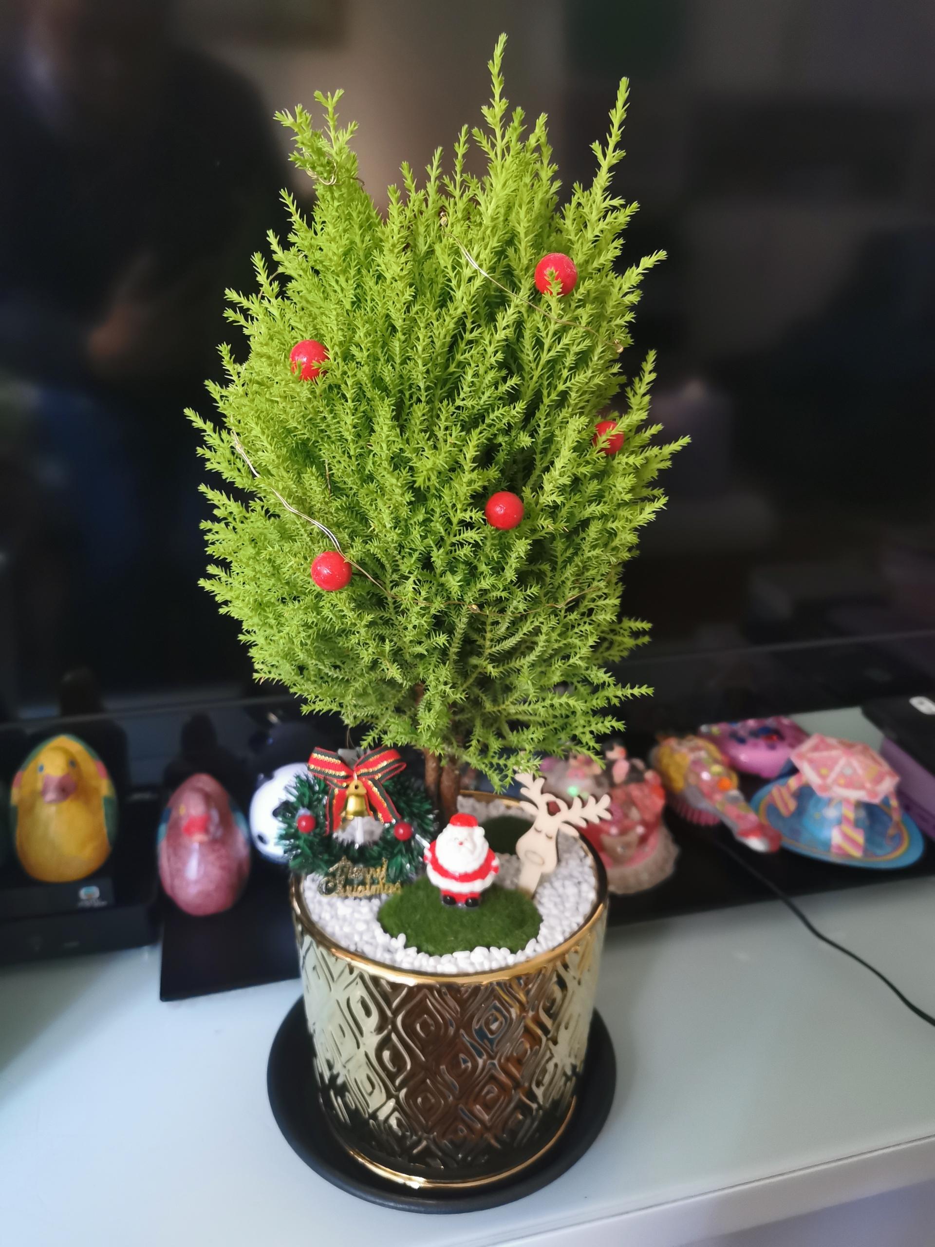 閃閃真聖誕樹 (香松)